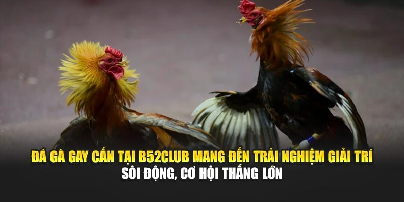 Đá gà gay cấn tại B52club mang đến trải nghiệm giải trí sôi động, cơ hội thắng lớn Đá gà gay cấn tại B52club mang đến trải nghiệm giải trí sôi động, cơ hội thắng lớn